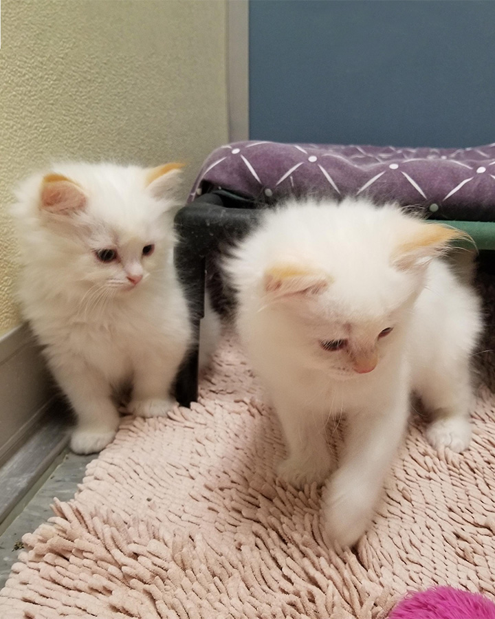 Ragdoll cat